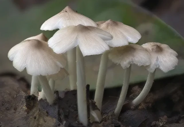 史诗植物学家怎么解定身_史诗英杰击杀顺序_史诗植物学家击杀顺序