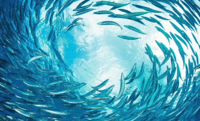 海洋画的图_海洋画风_海洋之星2代游戏画面图片
