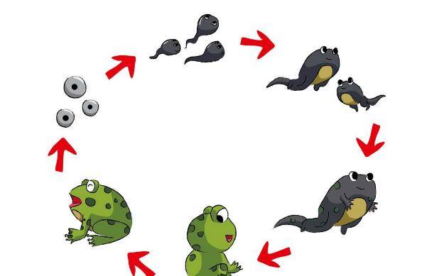 蝌蚪游戏：神奇一秒变青蛙
