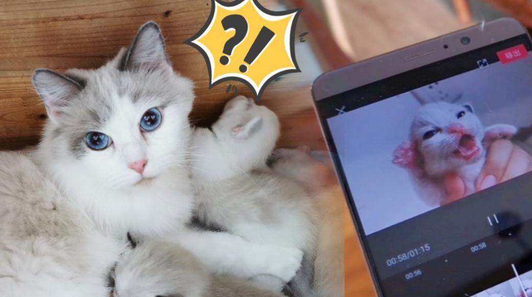 视频破解猫咪版下载安装_视频破解猫咪版下载_猫咪视频破解版