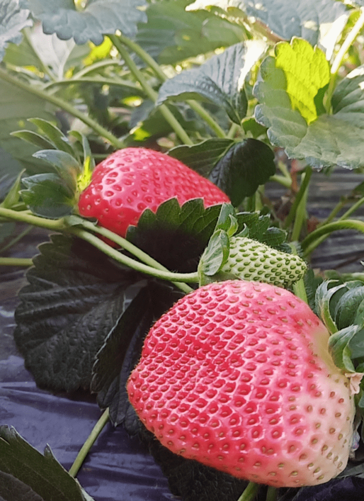 草莓园主分享世界上最美味的草莓