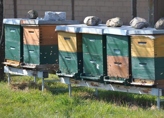 春季蜜蜂的温馨之选：空花丛中的空蜂箱魔力