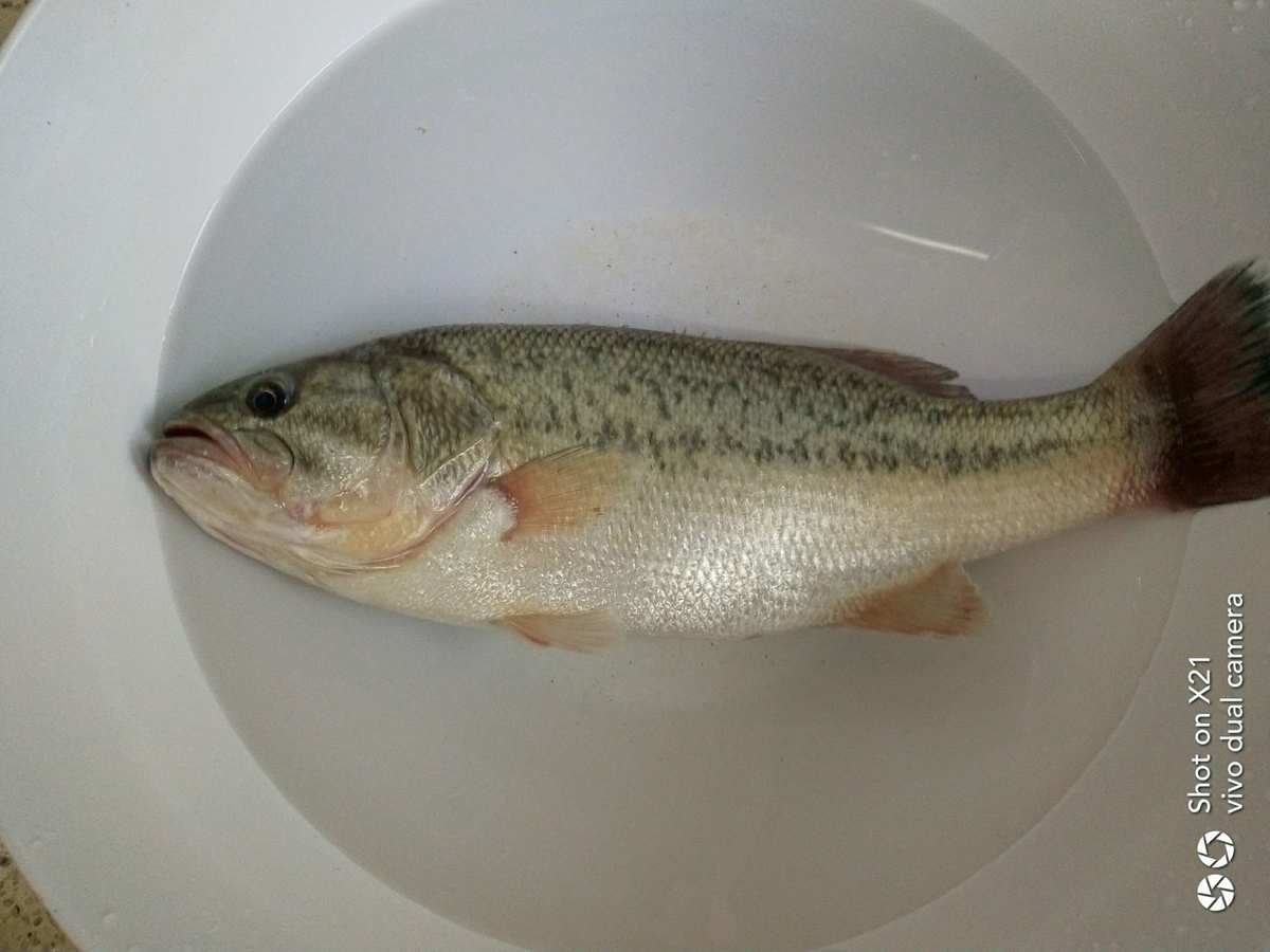 四鳃鲈鱼_响水四鳃鲈鱼_鳃鲈鱼打一动物