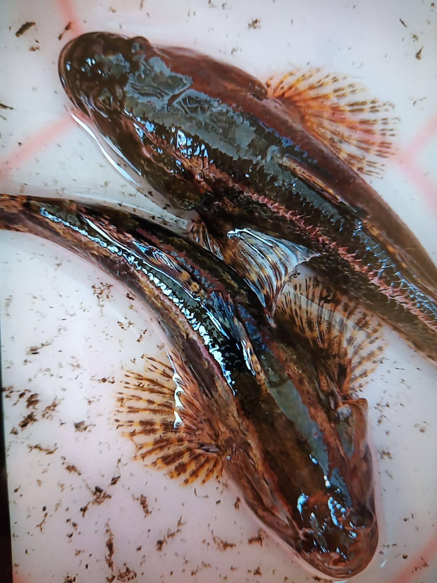 四鳃鲈鱼_响水四鳃鲈鱼_鳃鲈鱼打一动物