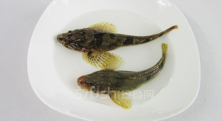 鳃鲈鱼打一动物_四鳃鲈鱼_响水四鳃鲈鱼