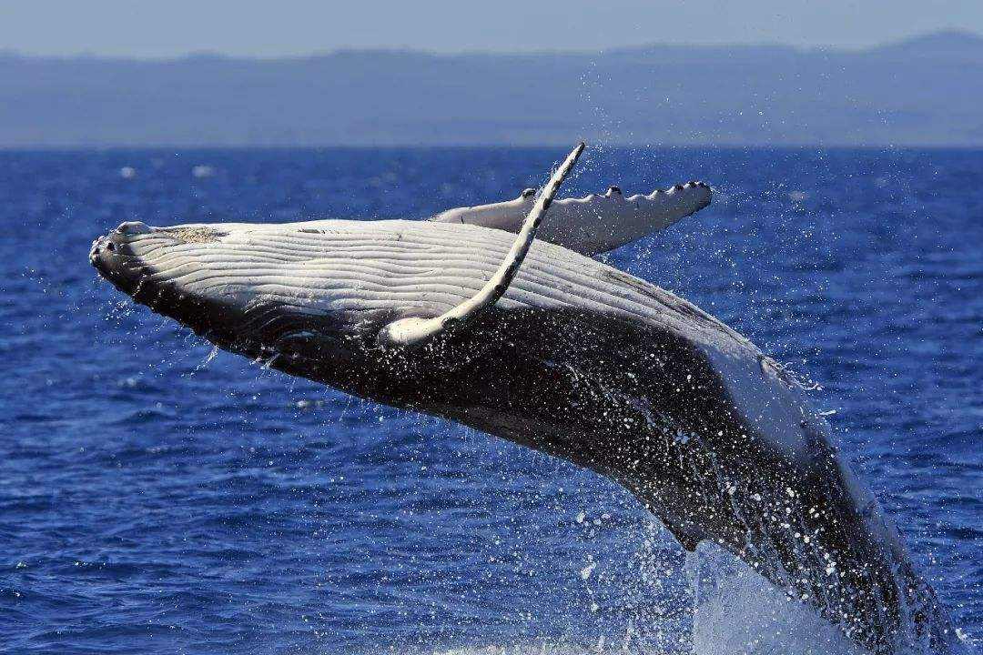 神秘的梦鲸：世界上最伟大的哺乳动物
