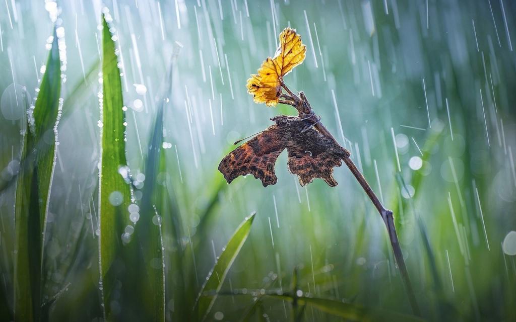 下雨动态壁纸下载_真实下雨动态壁纸_下雨壁纸动态