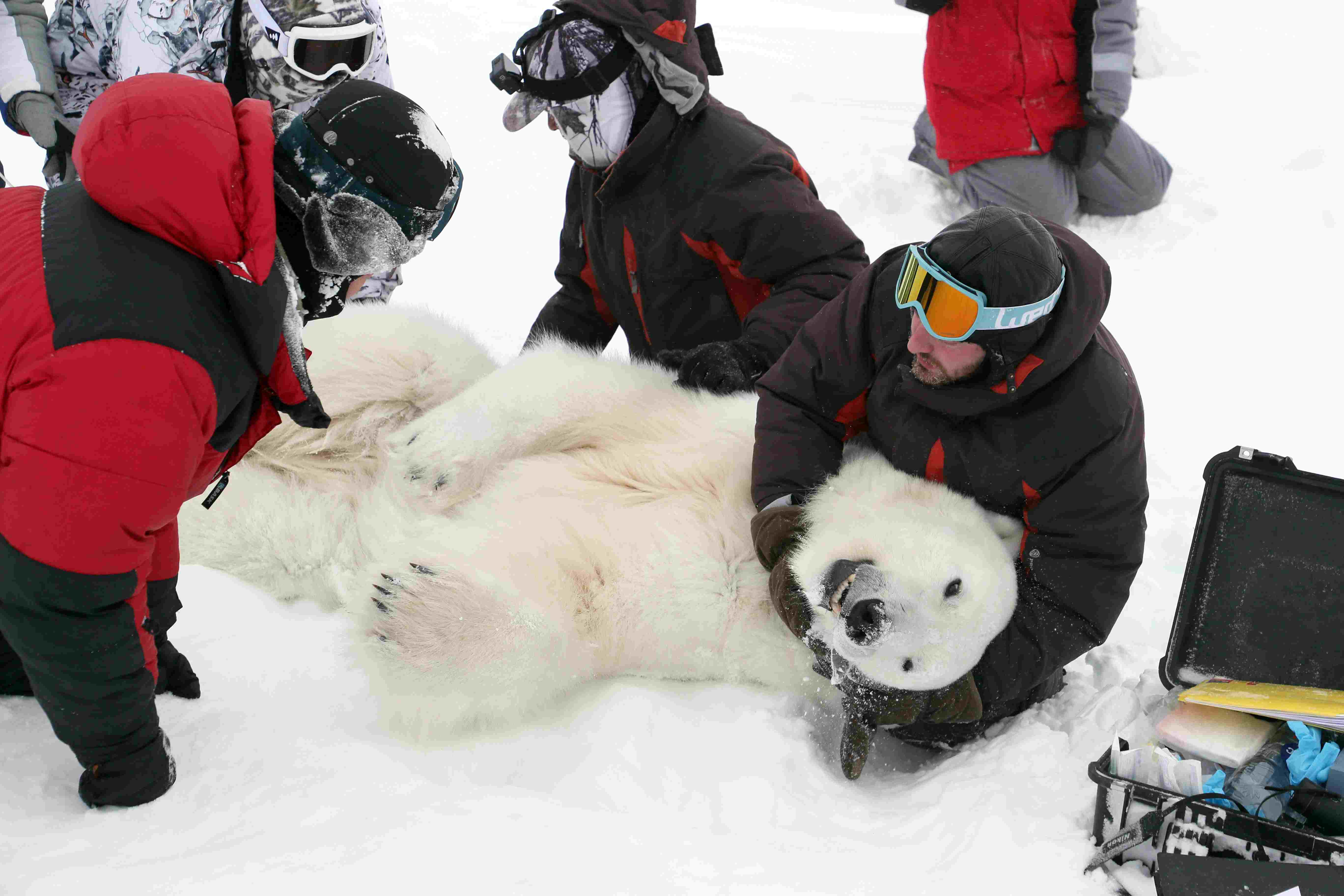 北极熊驯服世界的动画片_北极熊捕食驯鹿_我的世界北极熊怎么驯服