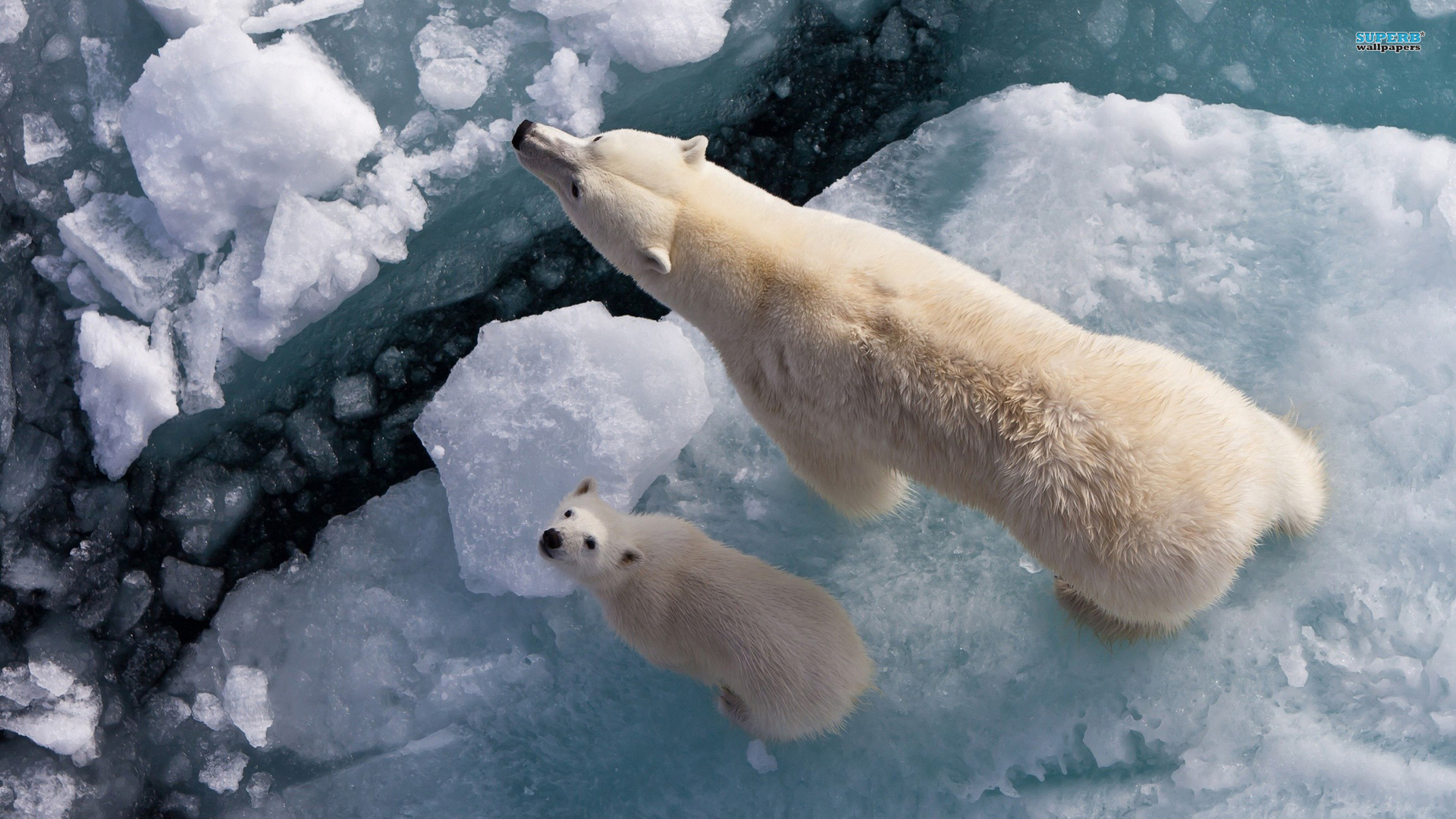 北极熊捕食驯鹿_北极熊驯服世界的动画片_我的世界北极熊怎么驯服
