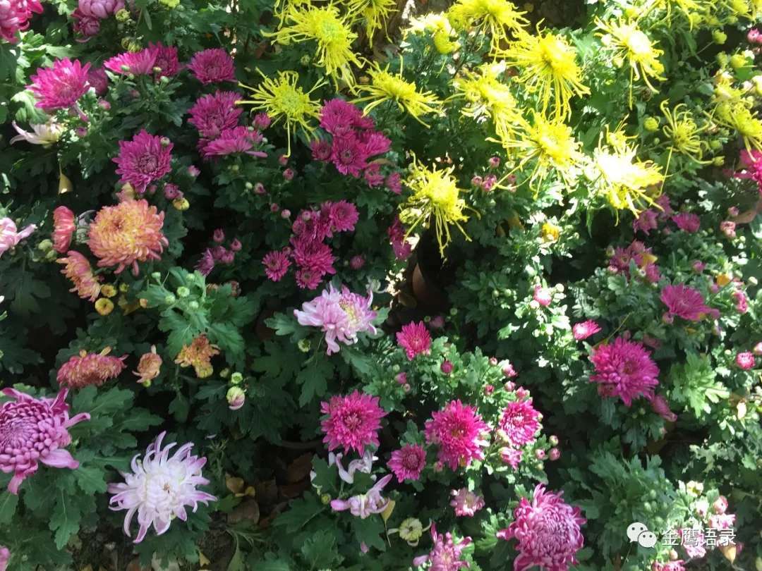 还来就菊花的上一句是啥_菊花开了是什么节日_菊花开了是什么