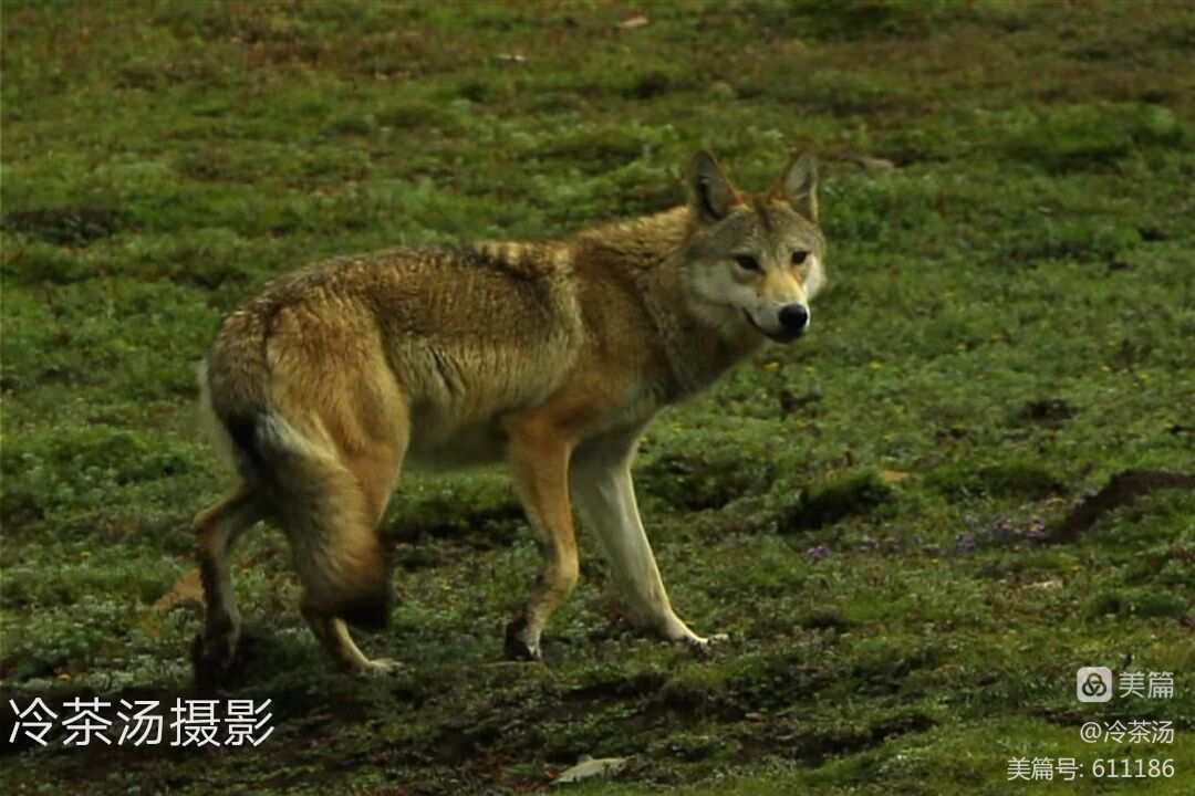 巨狼希夫_巨狼希夫一定要打死吗_巨狼希夫认出玩家