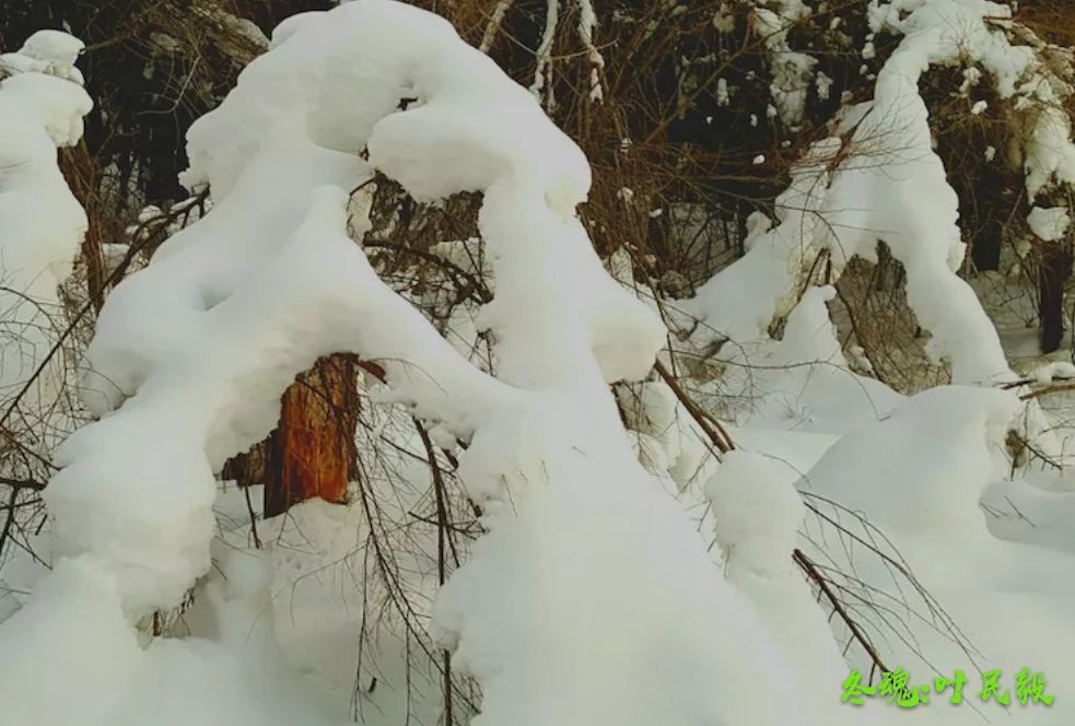 tnt宠物雪怪_雪怪_雪怪图片