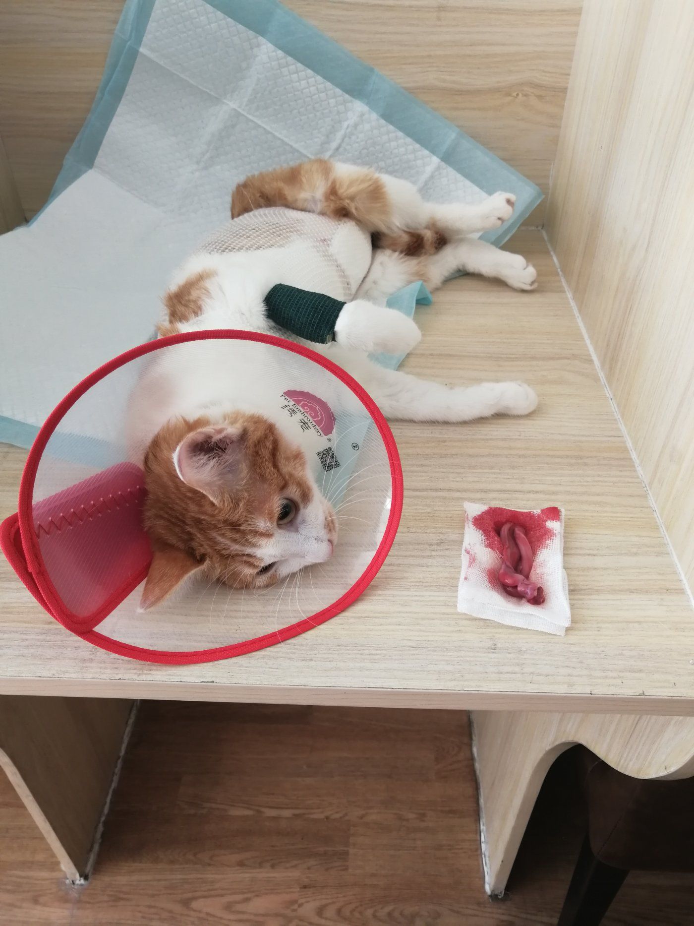 猫爪app官网_猫爪app怎么没了_猫爪app