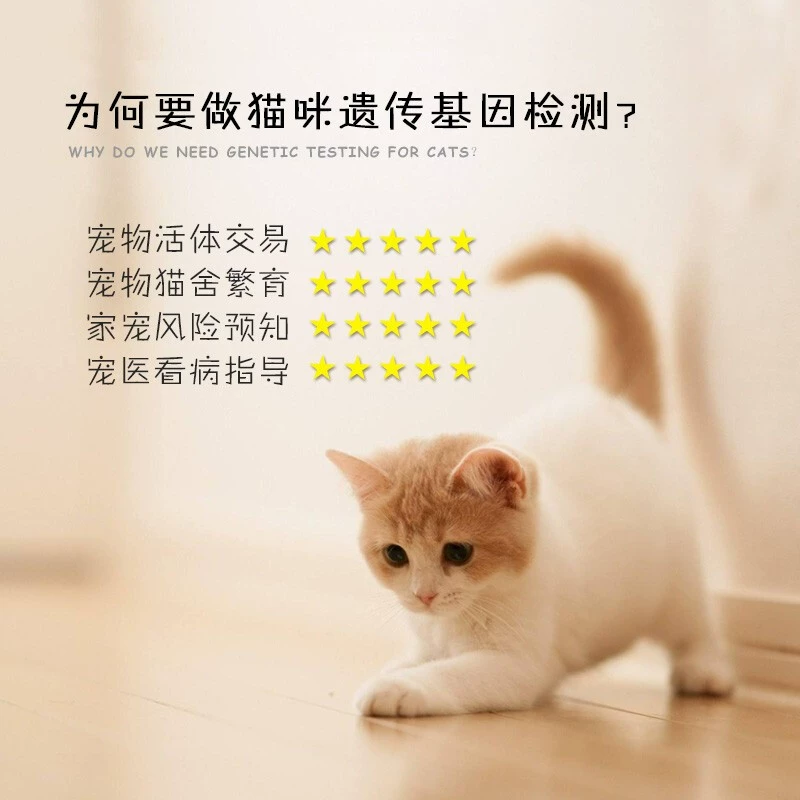 猫爪app怎么没了_猫爪app官网_猫爪app
