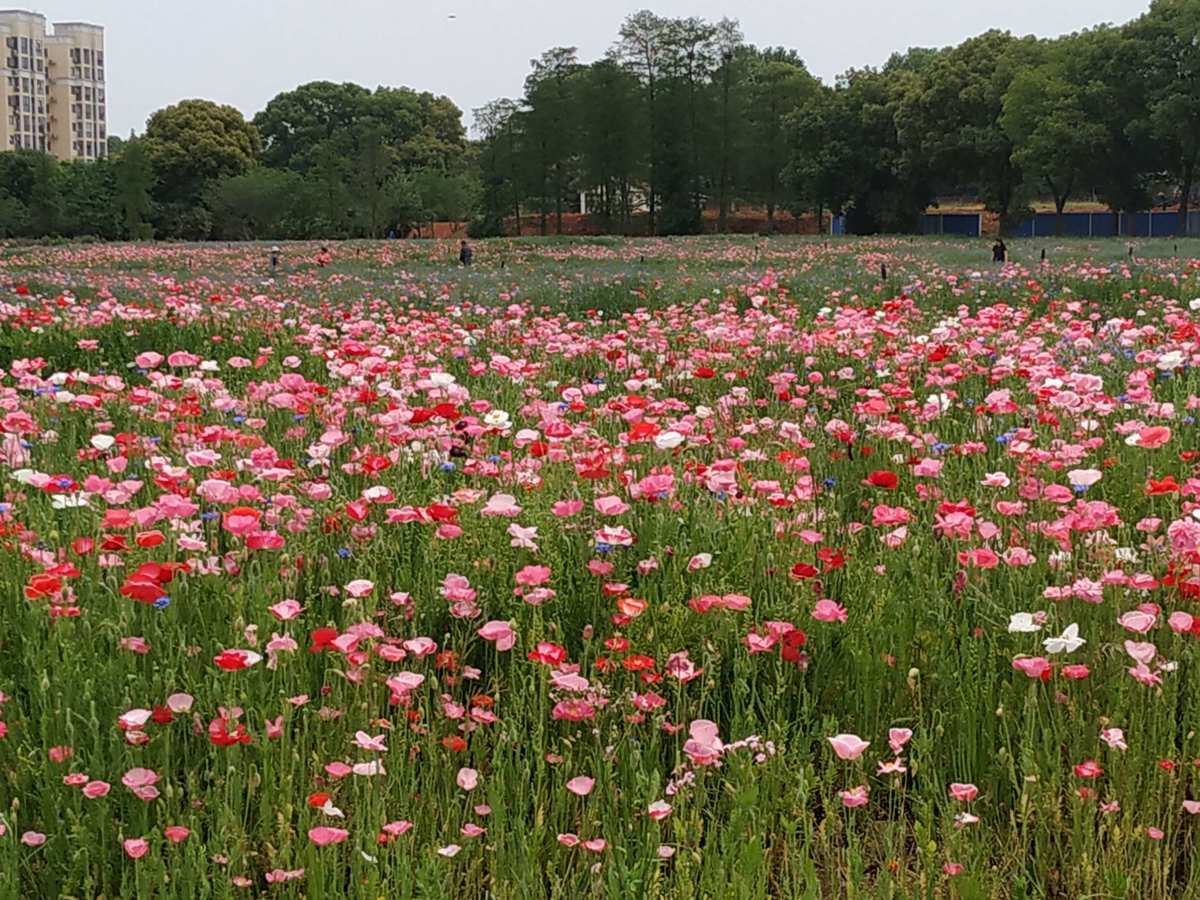 花样游园：花海美景导游片花