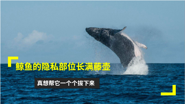 鲸鱼加速器免费升级，畅享永久加速