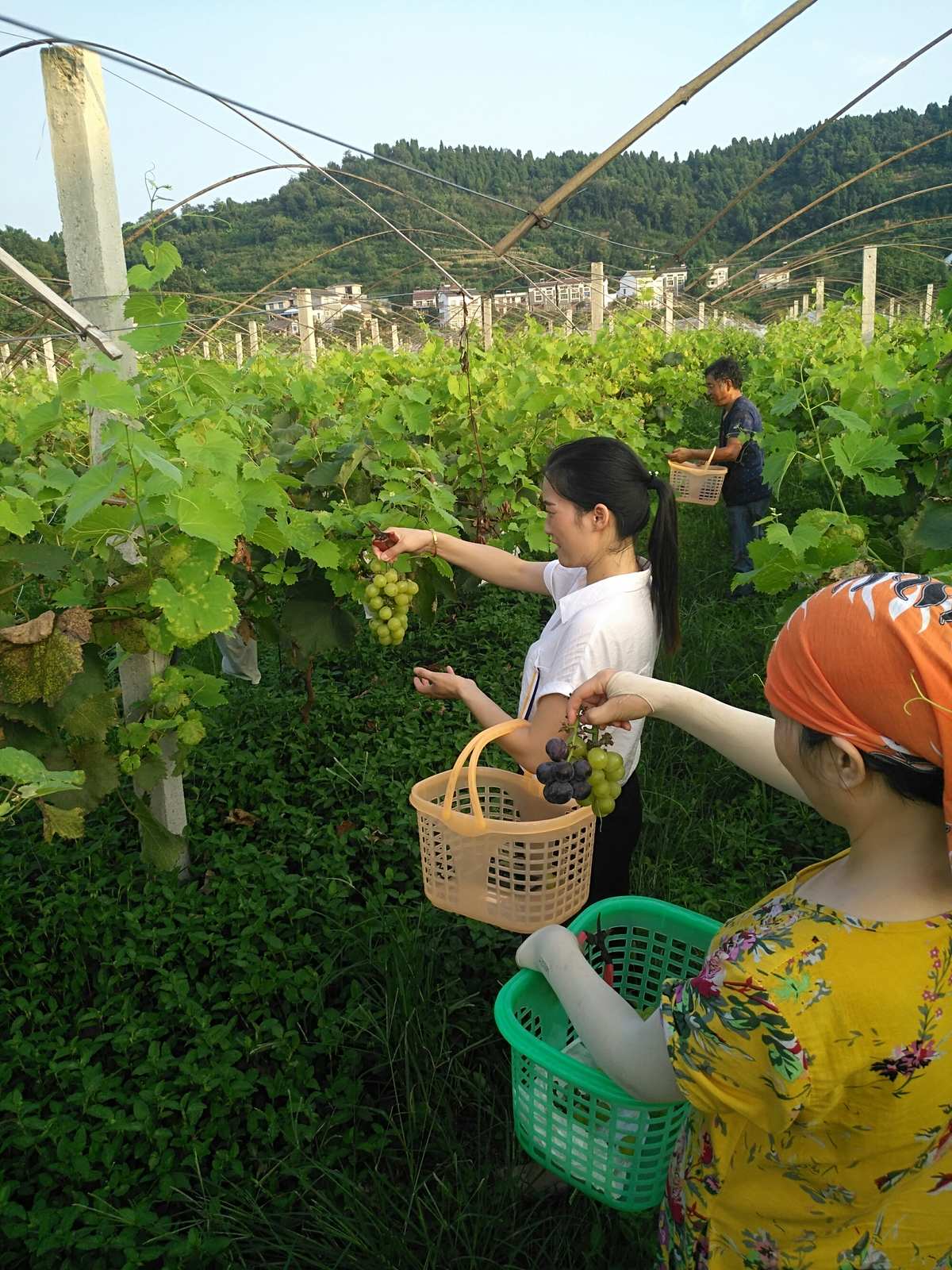 经营农场_农场经营范围有哪些_农场经营游戏