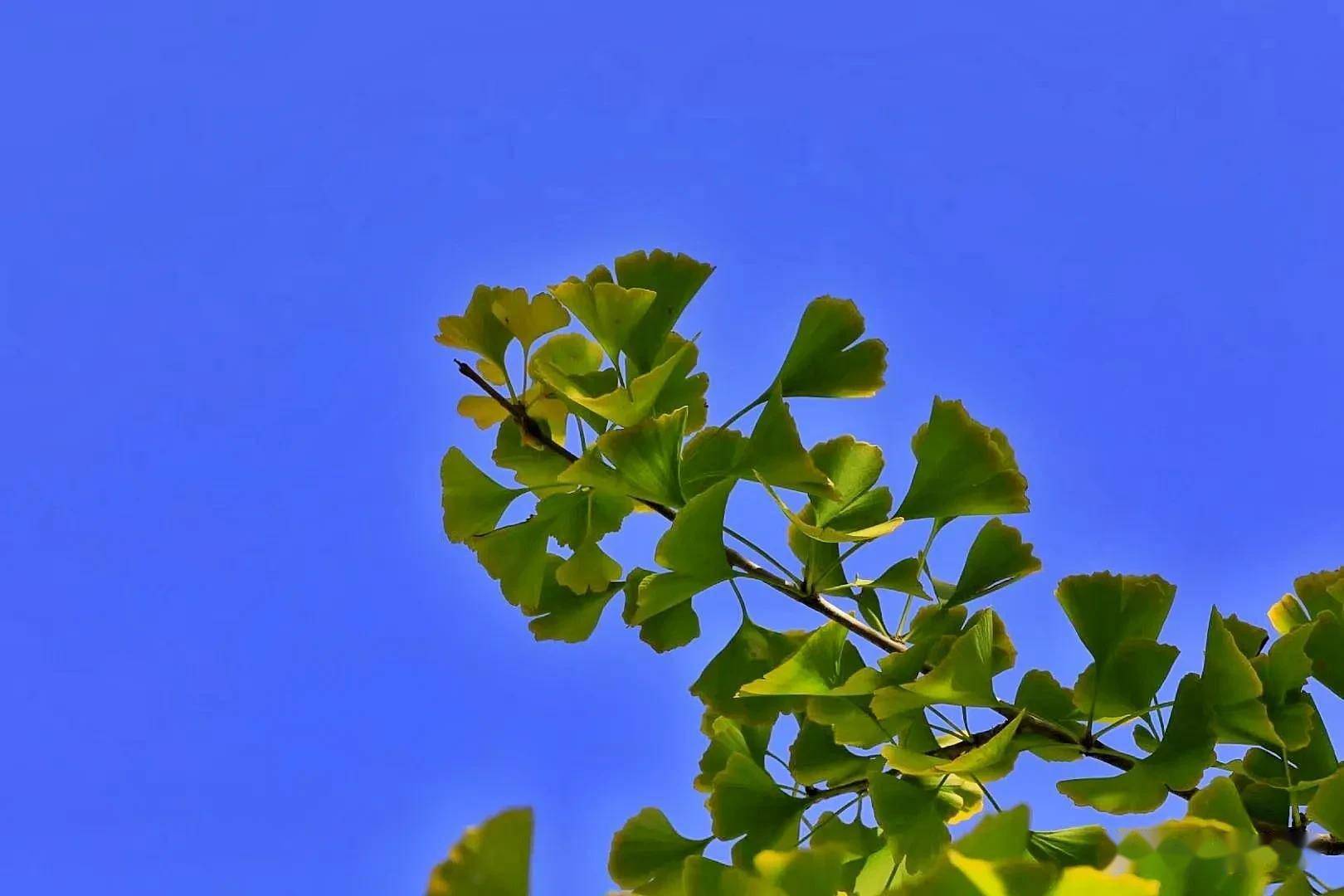 和风天气_和风天气是苹果自带的吗_和风天气api