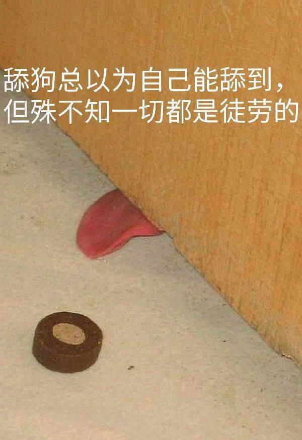 舔狗表情包熊猫头_舔狗的表情包用什么制作_舔狗表情包