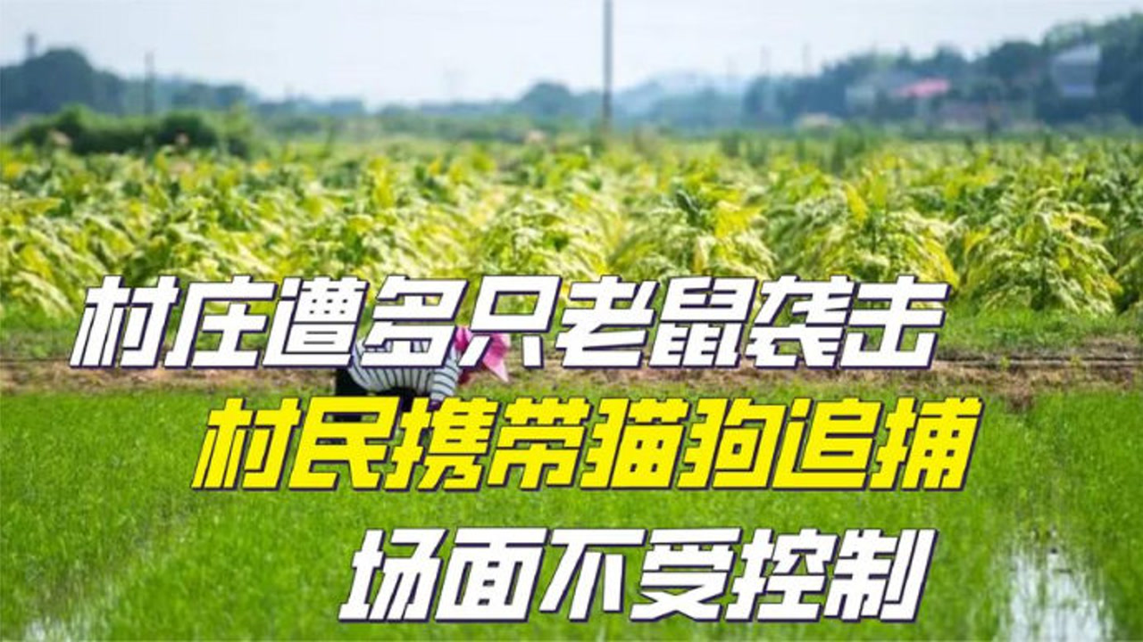 双人游戏猫和老鼠_猫和老鼠双人小游戏_老鼠和猫的游戏规则
