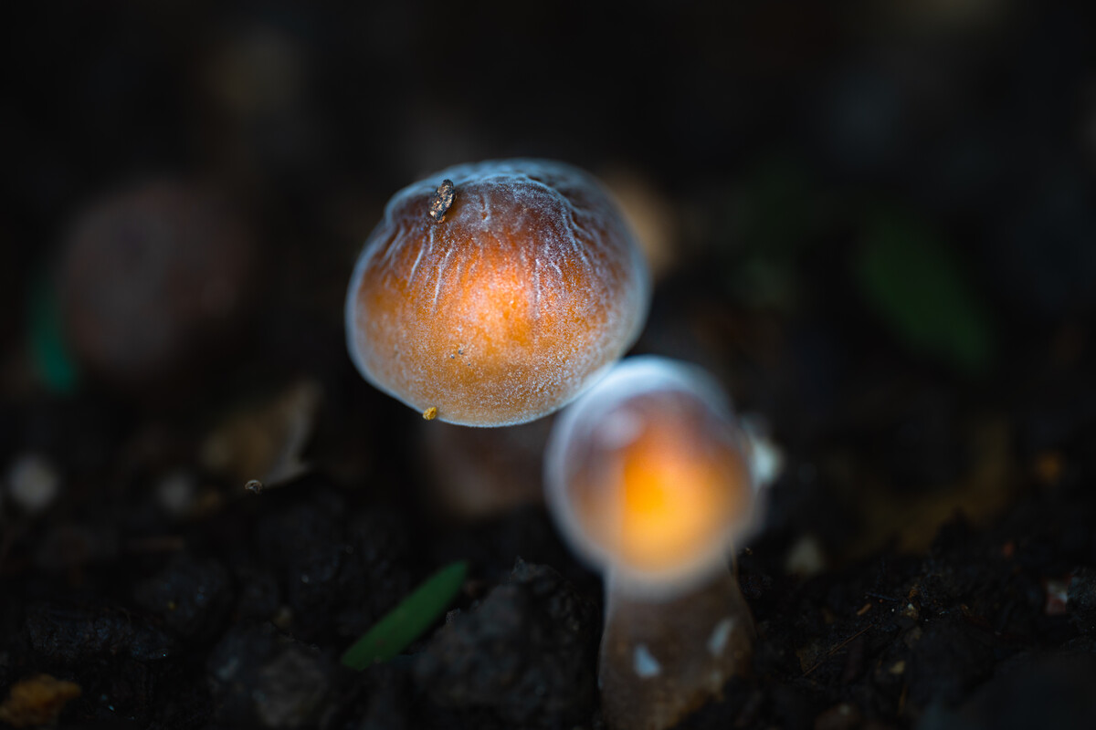 慕风蘑菇买_慕风蘑菇_慕风蘑菇用途