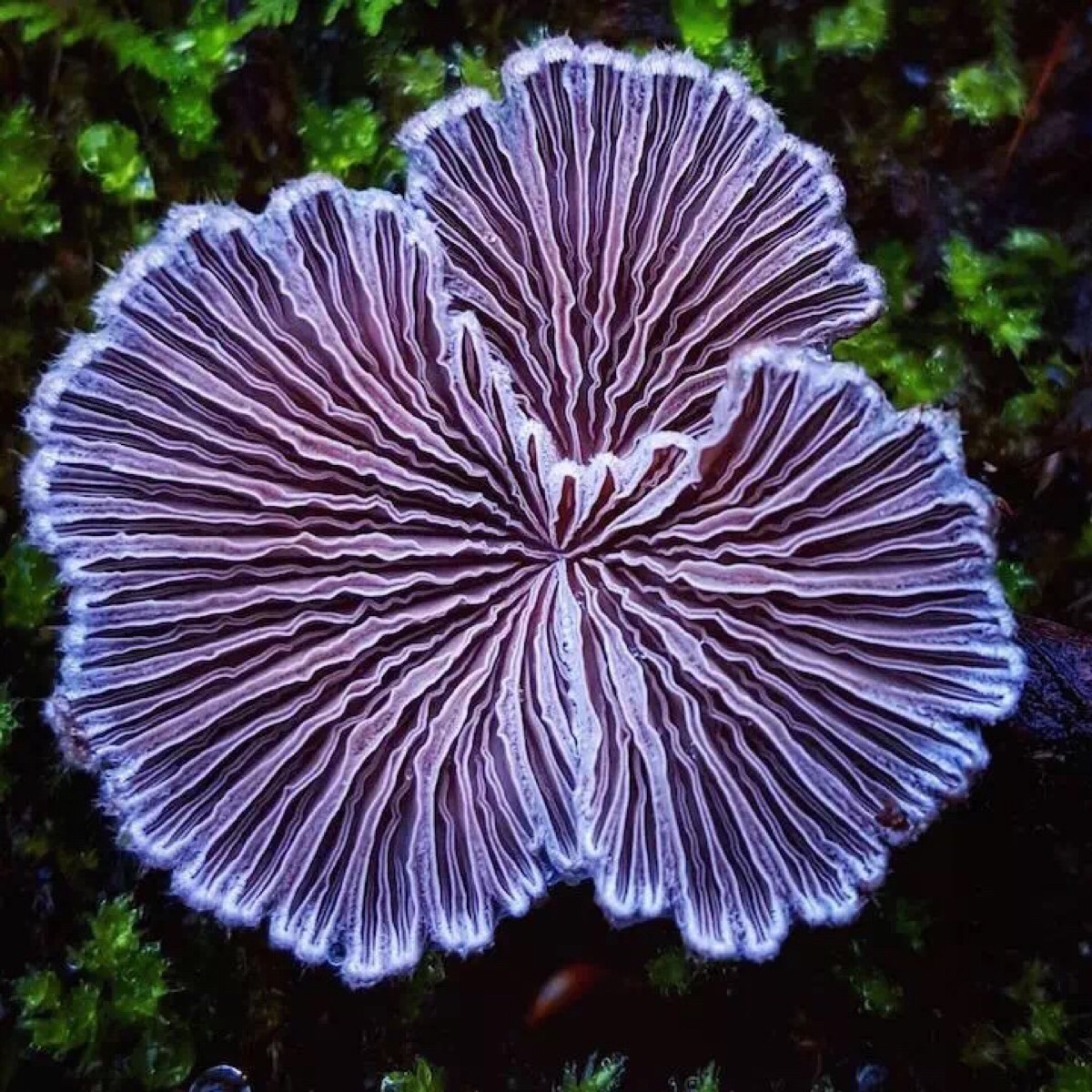 慕风蘑菇_慕风蘑菇用途_慕风蘑菇买