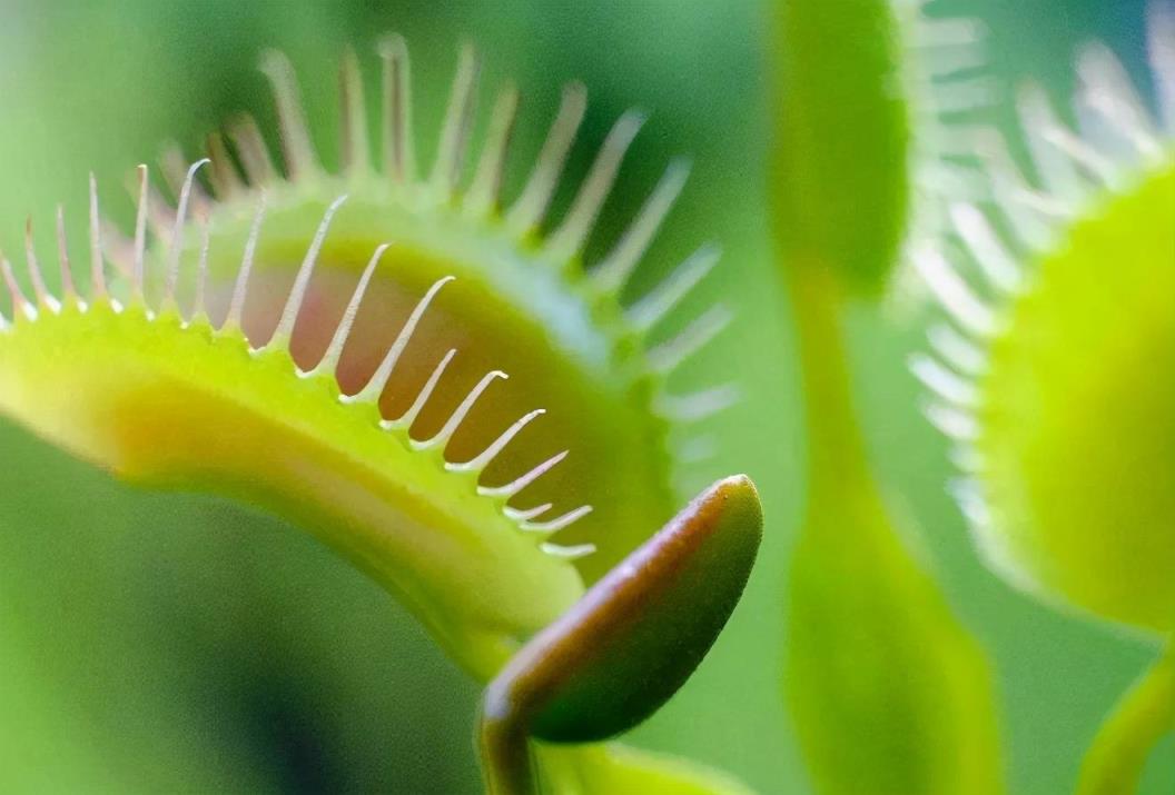 揭秘死亡草：植物学家研究奇特植物的秘密