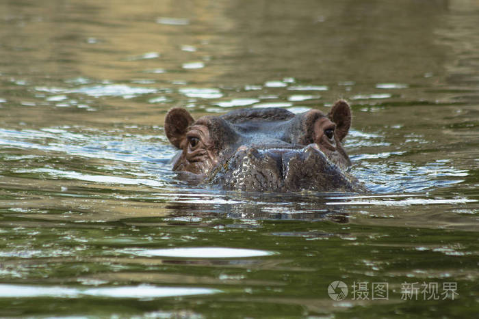 水獭水猴子_水水獭_水獭水濑