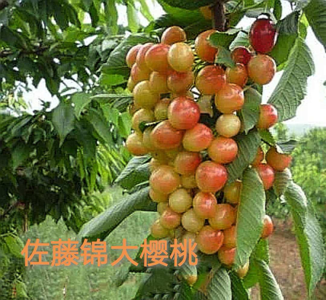 樱桃视频色_樱桃视频色_樱桃视频色