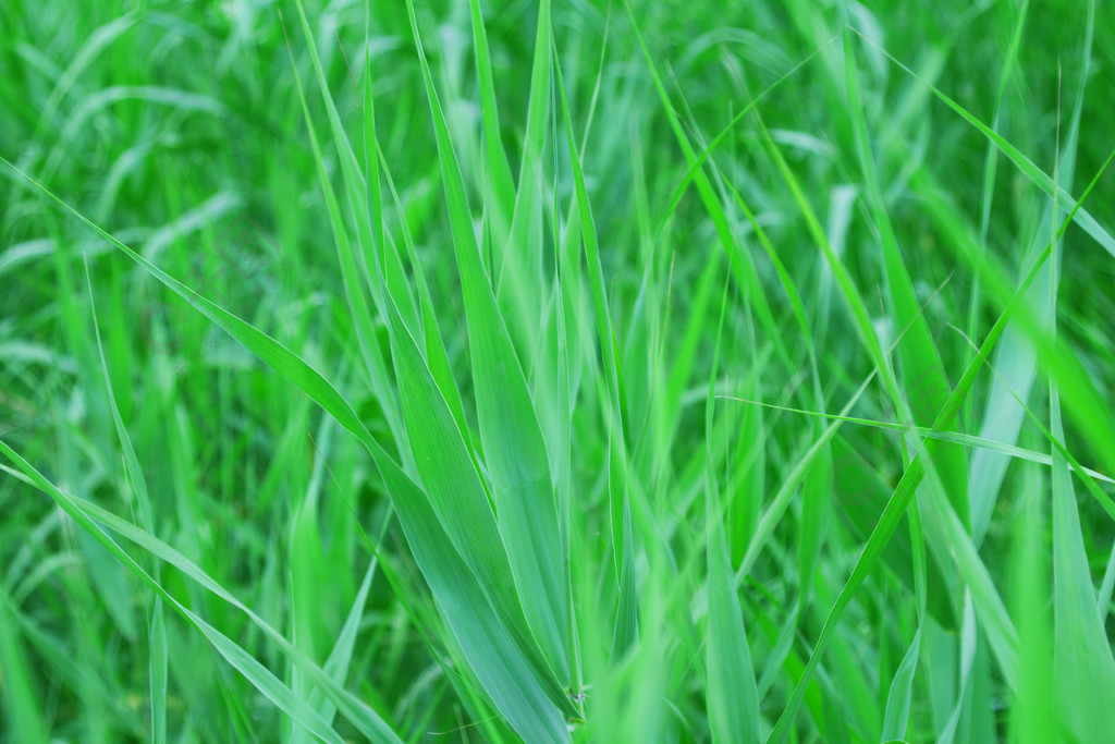 青青草ios_青青草ios_青青草ios