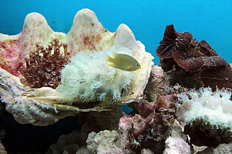 深海中的聪明贝壳：探索主贝的智慧生活