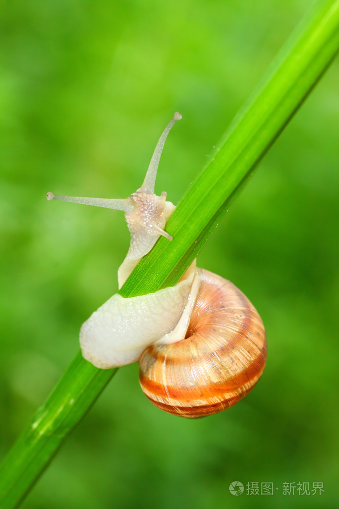 壳蜗牛是什么材料_蜗牛壳_壳蜗牛壳