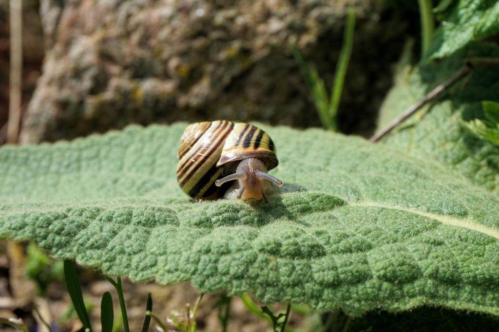 壳蜗牛壳_蜗牛壳_壳蜗牛是什么材料