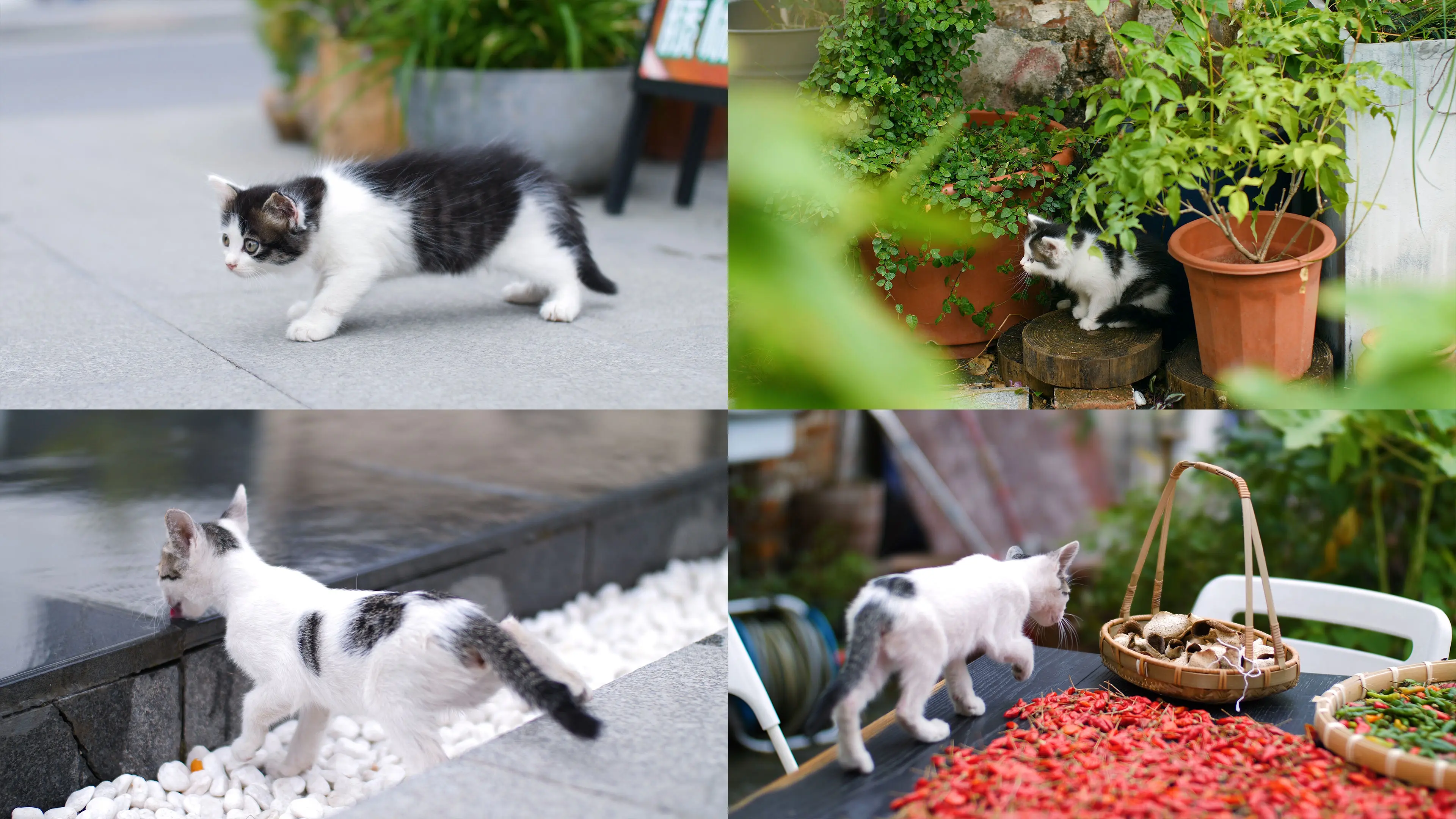 猫咪天堂_猫咪天堂_猫咪天堂