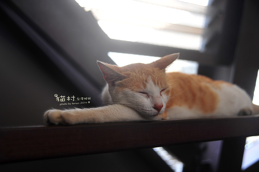 猫咪天堂_猫咪天堂_猫咪天堂
