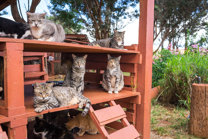 猫咪天堂_猫咪天堂_猫咪天堂