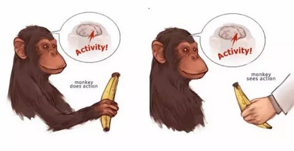 苹果手机猴子游戏-猴子展现惊人智慧和技能，苹果手机游戏惊艳全