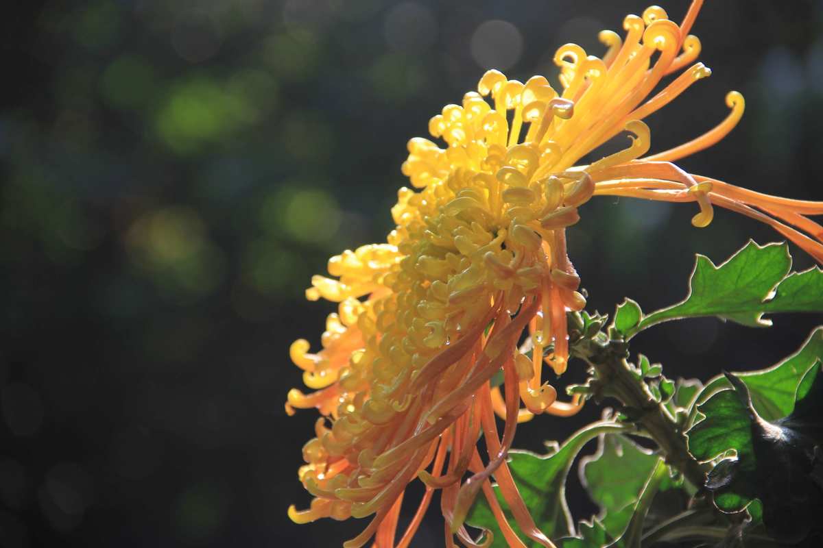 重阳节年糕图片_2022年重阳节_重阳节年龄范围