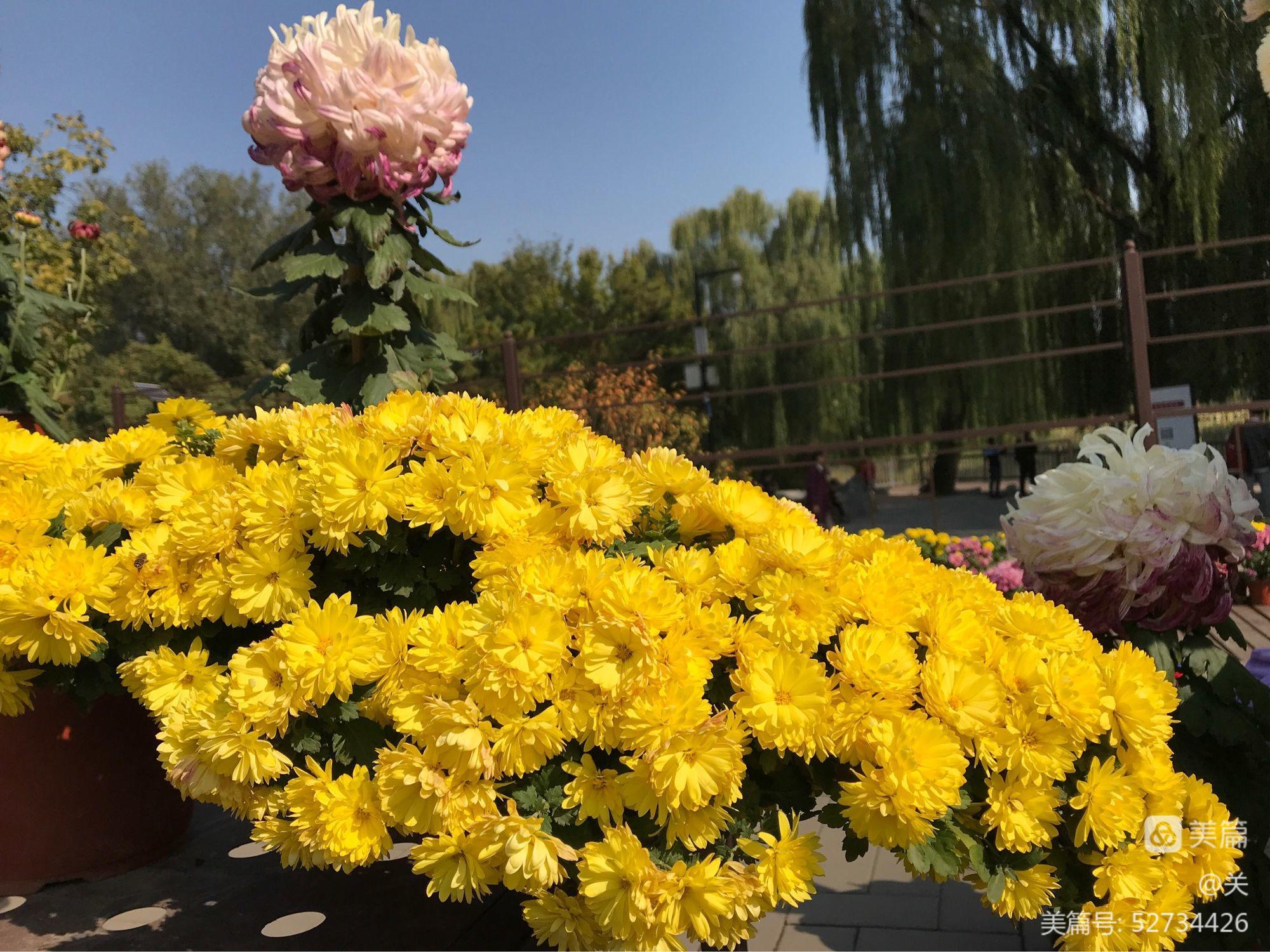 重阳节年糕图片_重阳节年龄范围_2022年重阳节