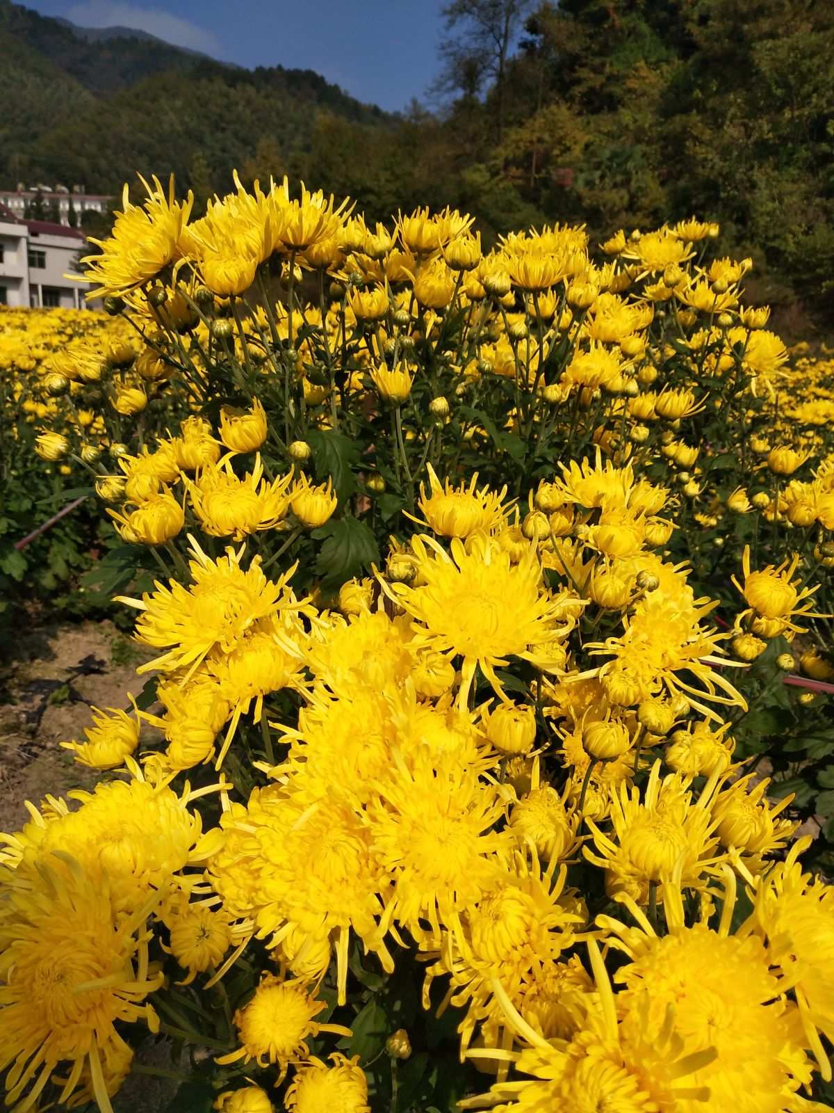 重阳节年糕图片_重阳节年龄范围_2022年重阳节