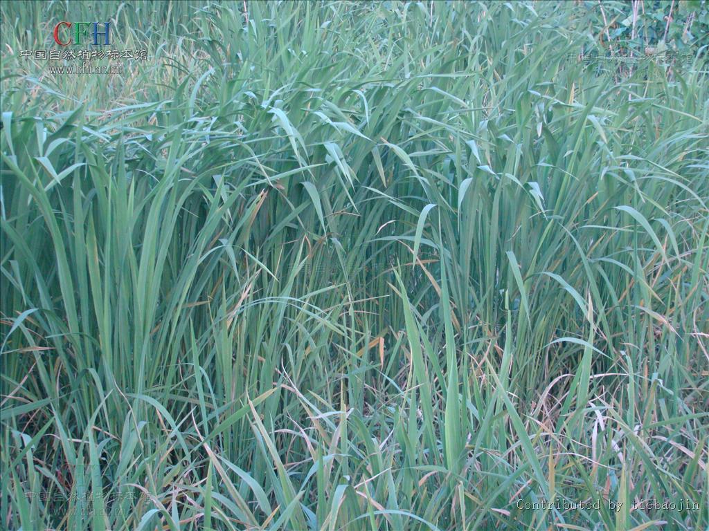 东野菰_真菰_菰的拼音