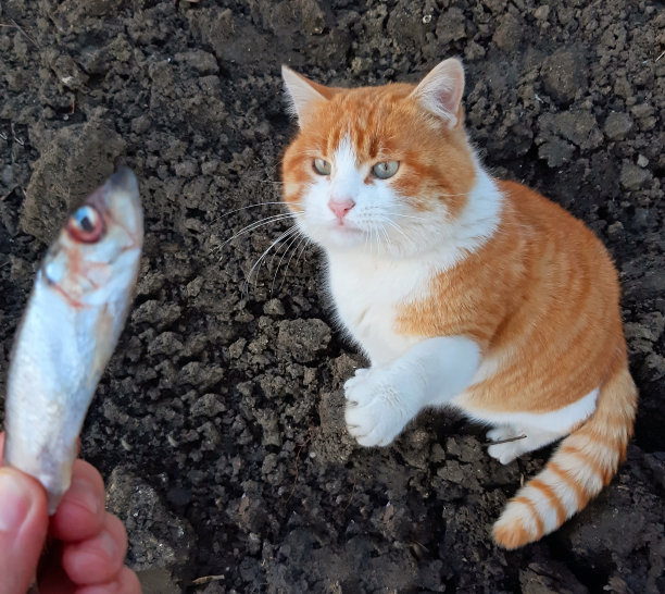 小猫钓鱼中文版下载_小猫钓鱼的故事_小猫钓鱼