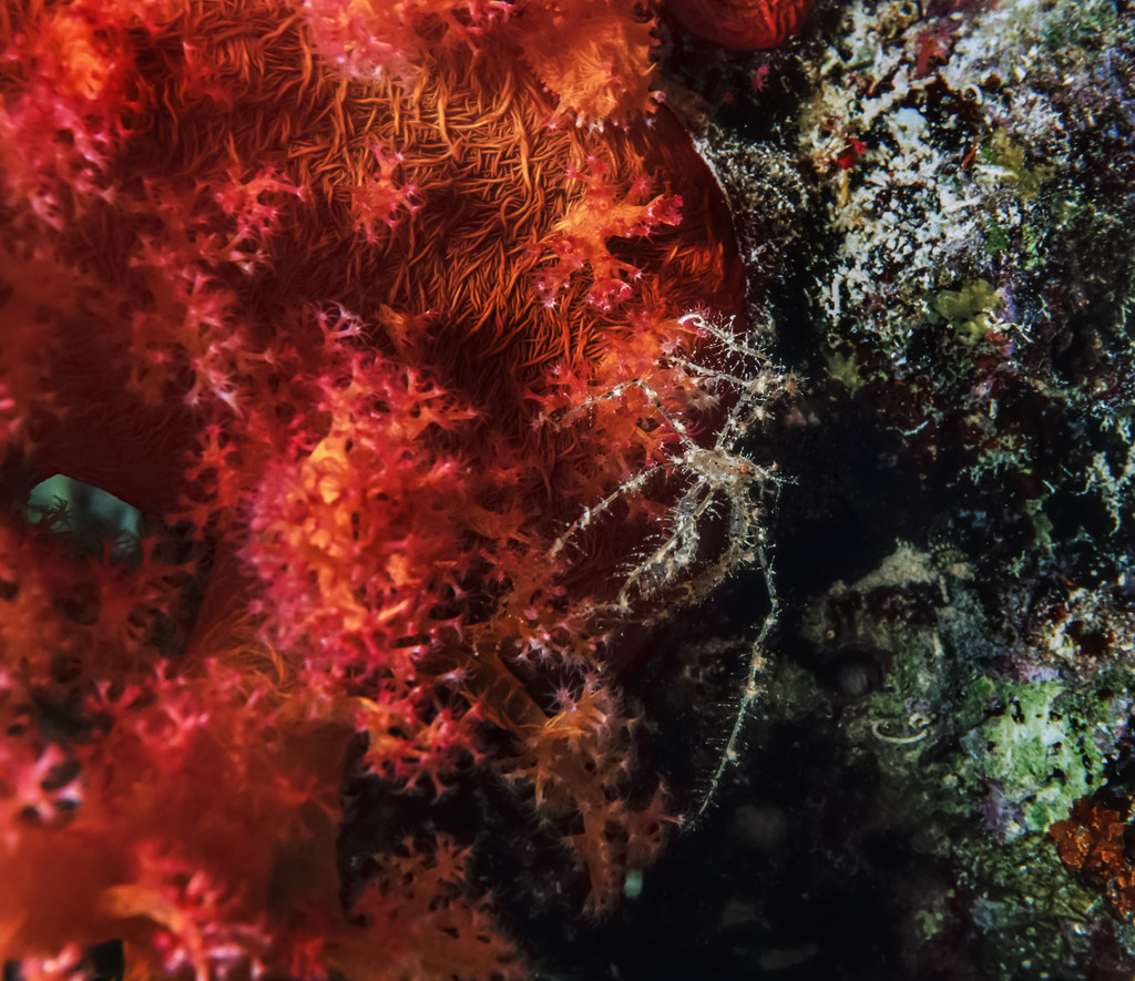 探秘南太平洋的蟹蛛乐园：神秘生物的绚丽世界