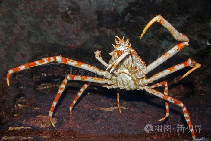 蟹蛛爱吃什么_蟹蛛的外形特征_蟹蛛