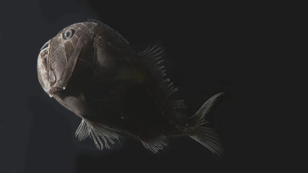 深海神秘黑蝠鲼：美丽外貌背后的深海之谜