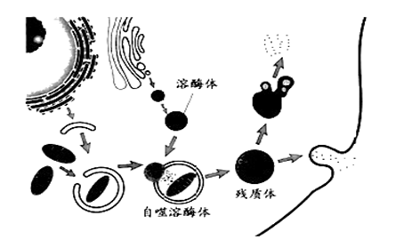 细胞大作战_细胞作战视频_细胞大作战怎么演变