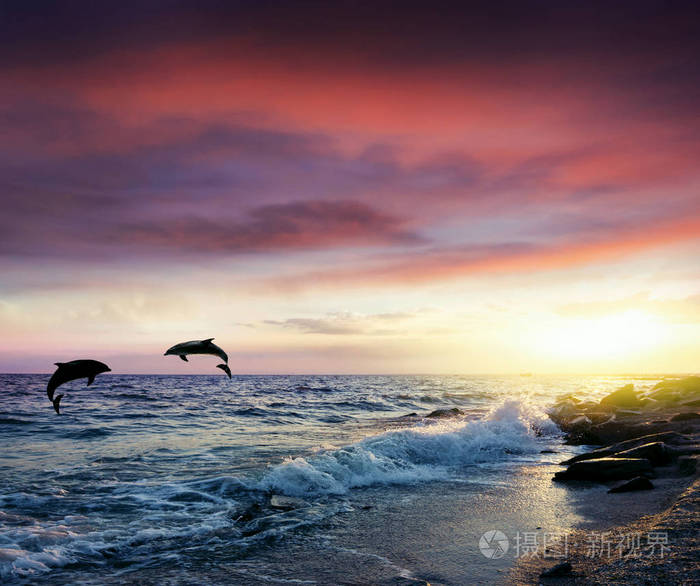 若能与你共乘海浪之上免费观看-海洋探险家的日出共舞：与海豚奇