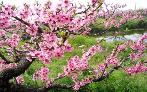 猫与桃花源_桃花猫_猫桃花源的动画片