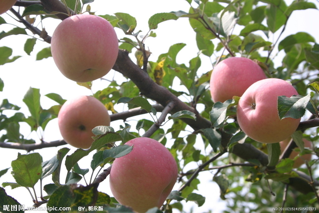 苹果养成类游戏推荐手机-苹果园乐园：养成类游戏中的甜蜜农场生