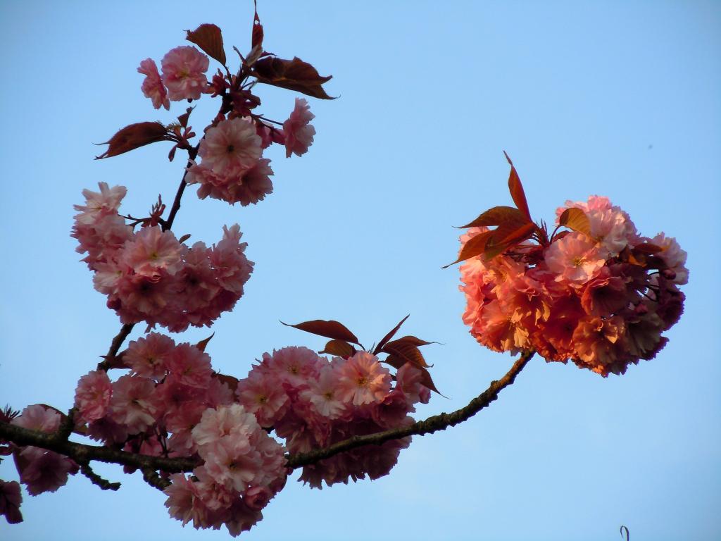 长内和美-樱花季，美丽的邂逅